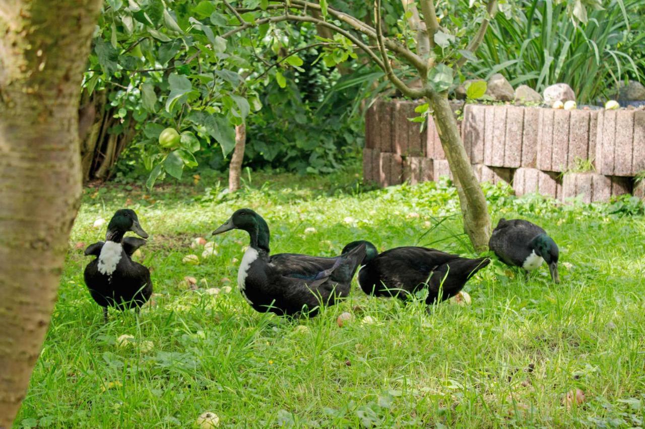 Ferienwohnungen Auf Dem Pommernhof Samtens Luaran gambar