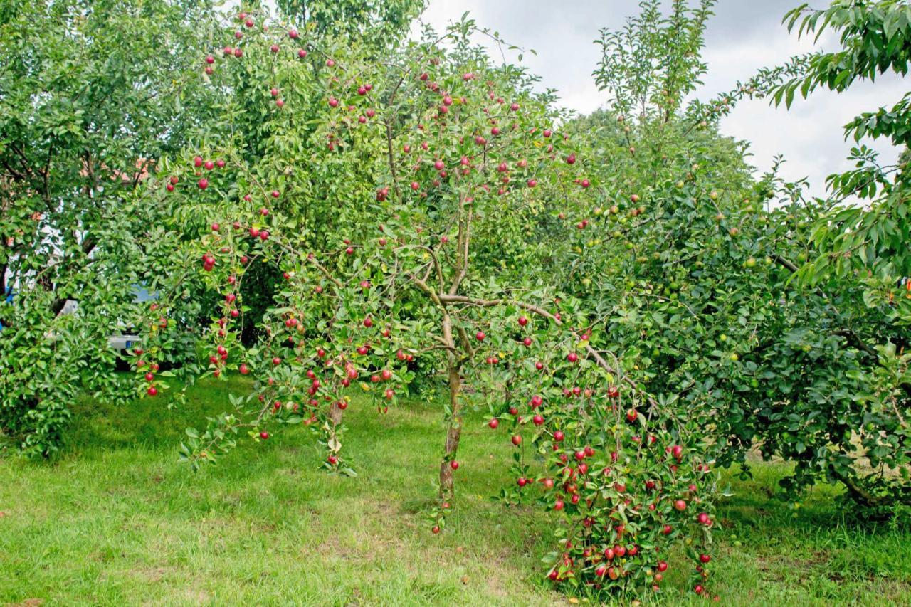 Ferienwohnungen Auf Dem Pommernhof Samtens Luaran gambar